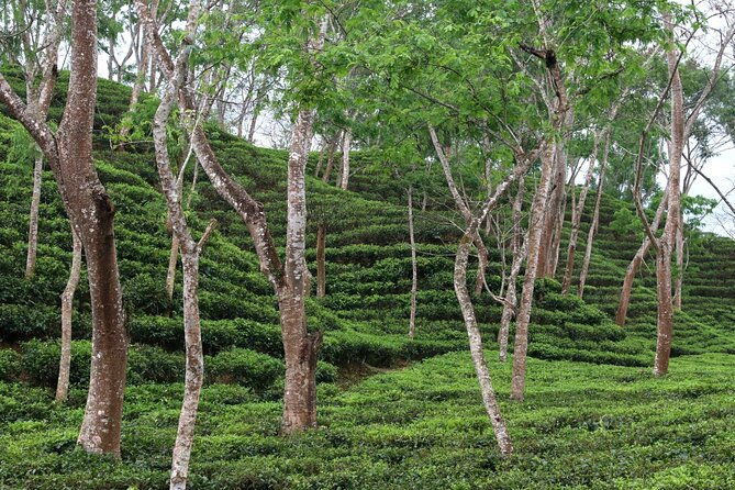Full Day Sreemangal Tea Garden & National Park Hiking Tour - Final Thoughts