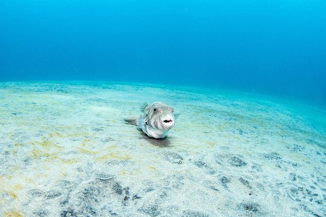 Fun Dive Nusa Penida Bali - For Certified Divers - The Value Proposition
