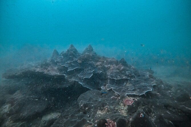 Fun Dives For Certified Divers - The Value of the Experience