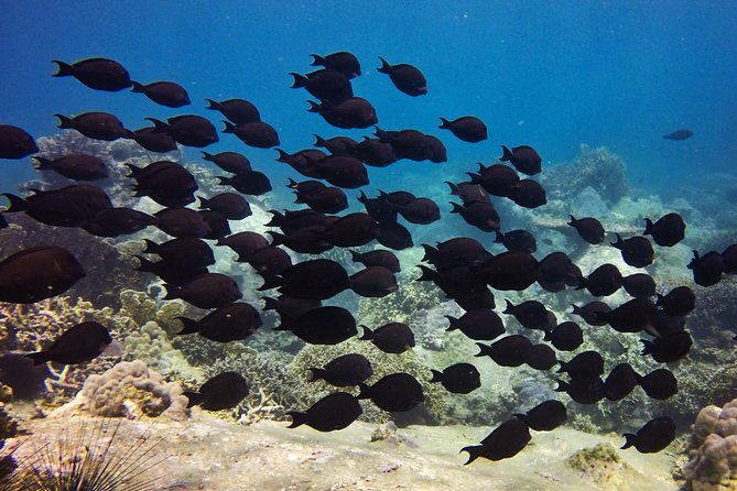 Fun Dives - Guided Dives for Certified Divers - Final Summary
