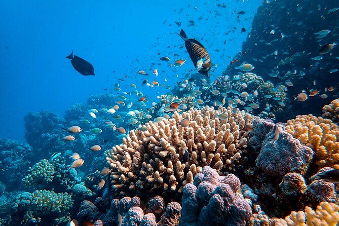 Fun Diving for Certified Divers at Phu Quoc Islands - Why the Tour Offers Value