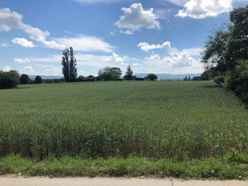 Geneva: Countryside and Wine tasting by E-Bike - The Experience: What Travelers Love