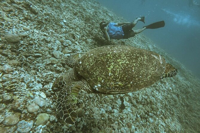 Gili Trawangan,Gili Meno& Gili Air Island:Snorkeling Day Trip Depart from Lombok - Final Thoughts: Is This Tour Right for You?