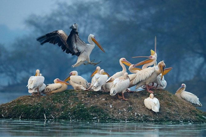 Guided Keoladeo Bird National Park Tour in Bharatpur from Jaipur - FAQ
