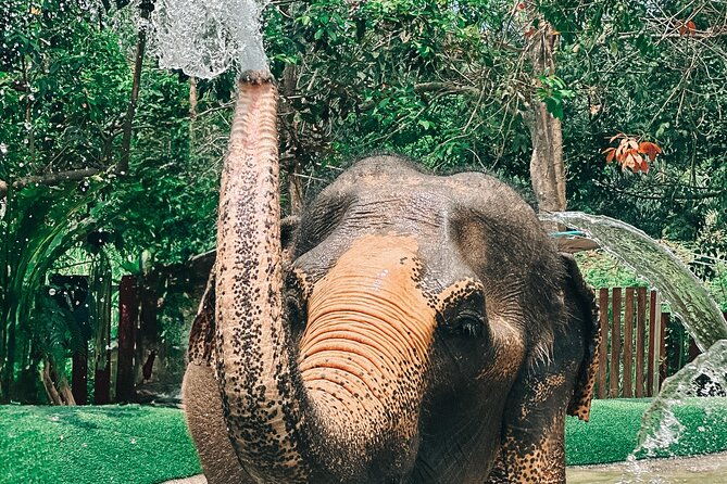 Half Day Elephant Home Sanctuary in Samui - FAQs