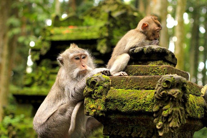 Half Day Ubud Tour: Ubud Unique Spots - Why This Tour Offers Great Value