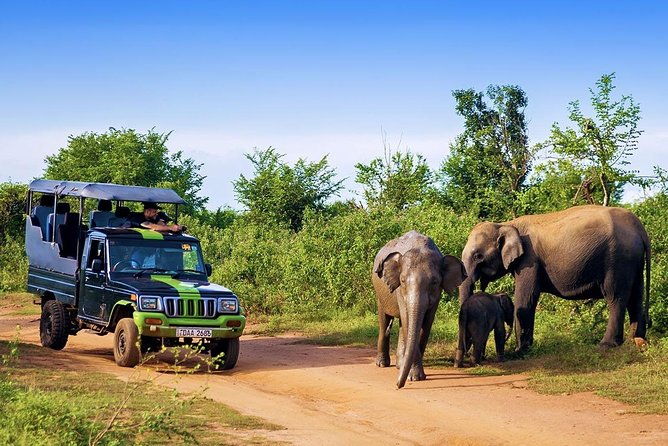 Half Day Udawalawe Safari (Entrance + Lunch) - Who Is This Tour Perfect For?