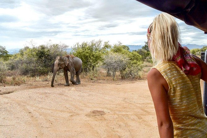 Half Day Udawalawe Safari from Kalutara (Entrance + Lunch) - Practical Tips for Making the Most of Your Safari
