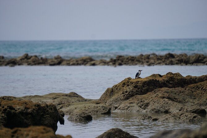 Hike to Elephant beach exploring tropical flora and fauna - Practical Details That Matter