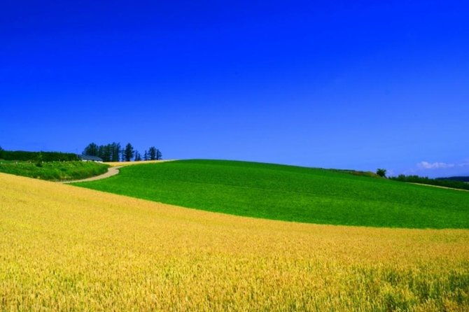 Hokkaido Highlights of Flower Blossom, Asahiyama Zoo& Blue pondAoi-ike! - The Pros and Cons