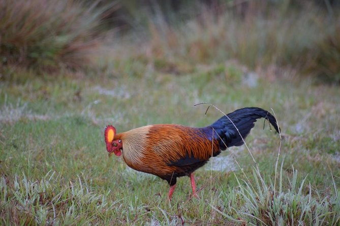 Horton Plains National Park Entrance Ticket with Guide - What Reviewers Say