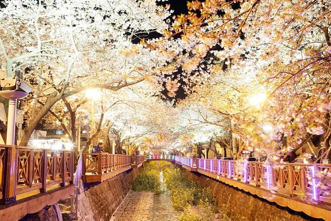 Jinhae Cherry Blossom Day trip from Busan - A Spring Adventure! - Who Might Want to Consider Alternatives?