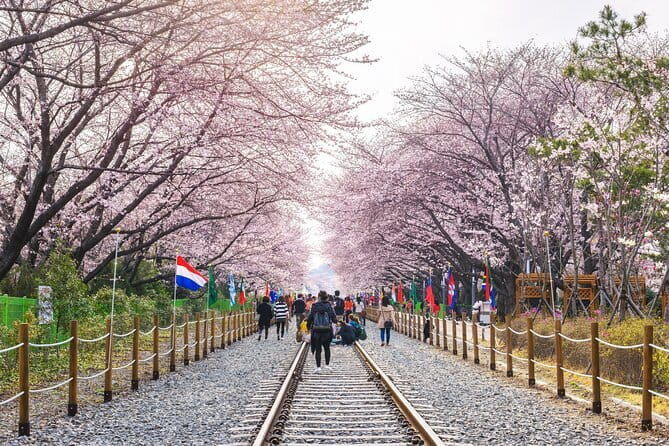 Jinhae Cherry Blossom-Yeojwacheon & Gyeonghwa St. Tour from Busan - Final Thoughts: Is It Worth It?