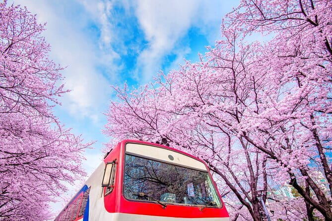 Jinhae's Cherry Blossoms Shuttle Bus depart from Seoul/Busan - Final Thoughts