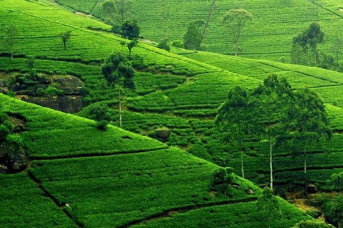 Kandy City Tour - Hanthana Mountain Range and Tea Plantations