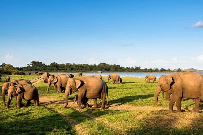 Kandy - Minneriya National park & Sigiriya Rock Fortress - Private Transport - Final Thoughts