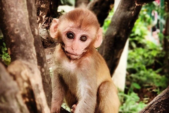 Kathmandu and Patan Heritage and Living Goddess Experience Tour - FAQ