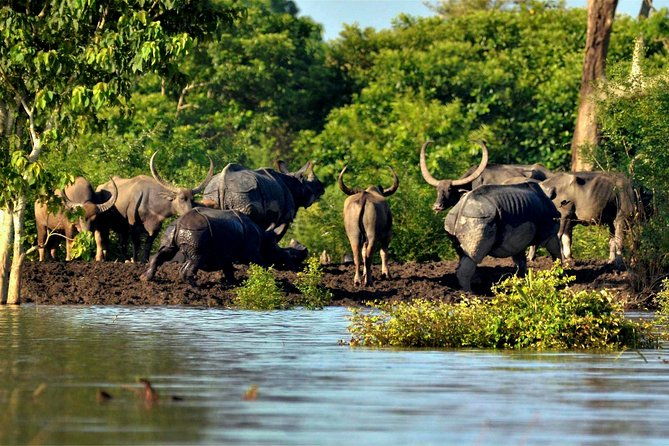 Kaziranga Indian Big Five Wildlife Tour - The Value of This Tour