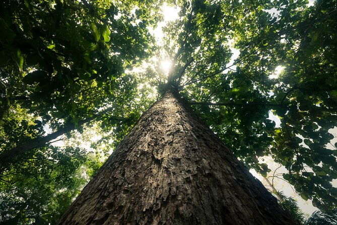 Khao Sok Rainforest | Hiking & Bamboo Rafting - FAQ