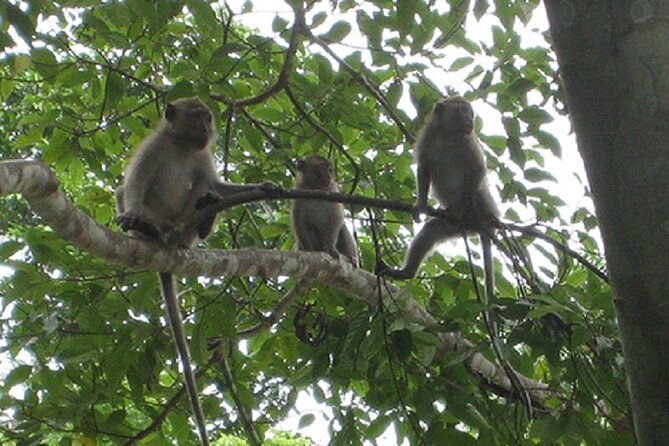 Khaosok Jungle Exploration from Khaolak - Final Thoughts: Who Will Love This Tour?