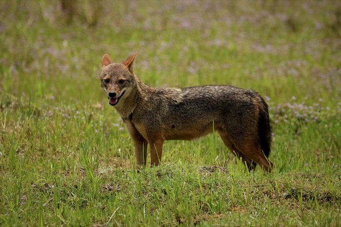 Kumana National park Full day safari - Final Thoughts