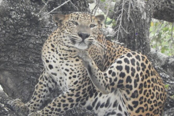 Kumana National Park Safari | from Arugam Bay - FAQ
