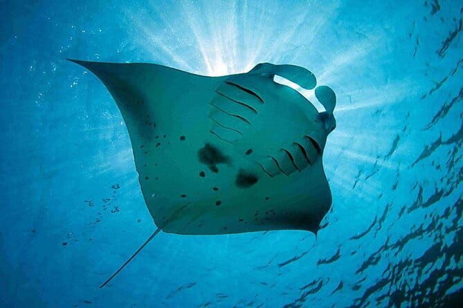 Lembongan Snorkeling at Manta Point Crystal Bay and Mangrove - Who Is This Tour Best For?