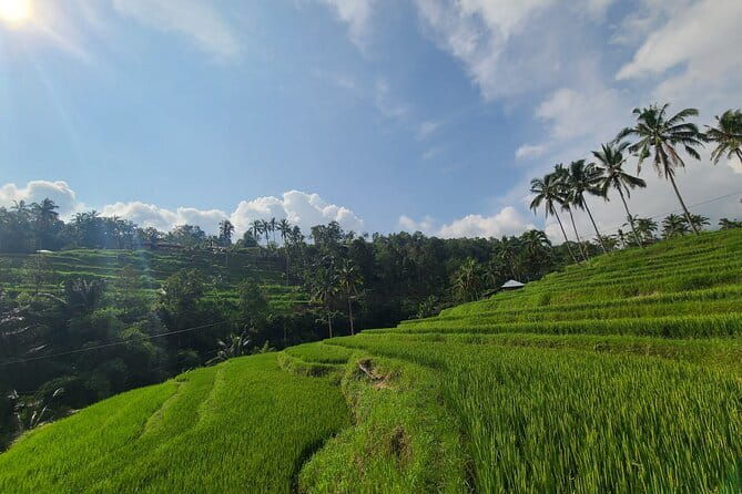 Lemukih Hidden Trekking Waterslide Sekumpul and Fiji Waterfall - Why This Tour Is Best For