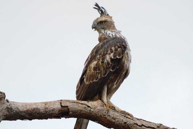 Leopard Half Day Yala National Park Eleven Safari - Practical Details and What to Expect