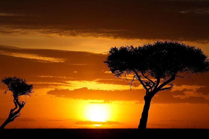 Leopard Safari Tour in Yala National Park - Pricing & Value  