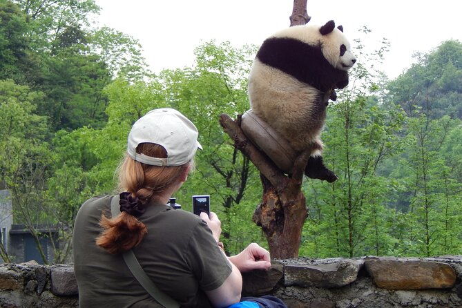 LIVE Streaming: Meet Pandas at Chengdu Research Base of Giant Panda Breeding - The Sum Up