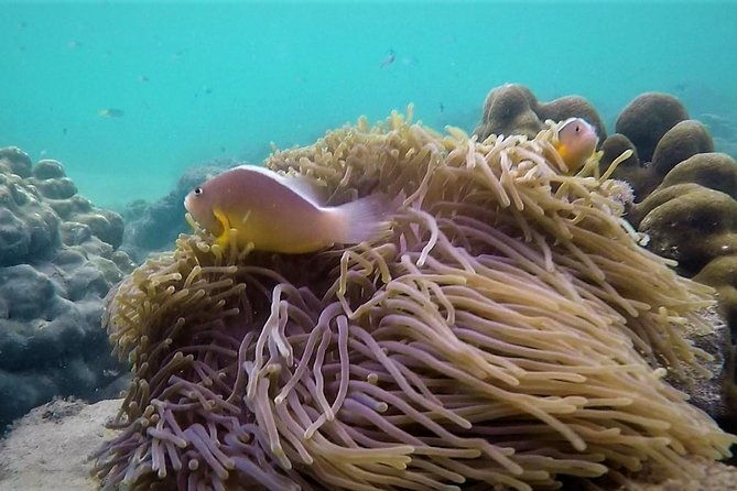 Local Reef Snorkelling and Deserted Beach - Transport and Logistics