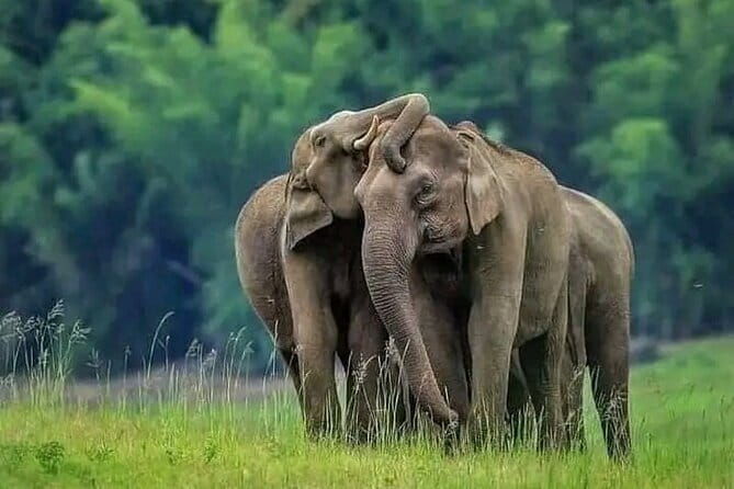 Luxury safari to minneriya national park - FAQ