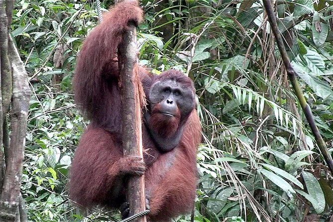 Marvellous Creature Orangutan : Sarawak Semenggoh Wildlife Centre Tour - Real Experiences and Review Highlights