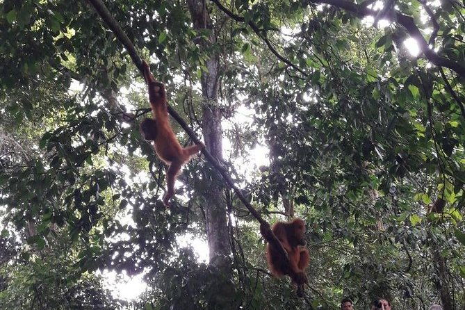 Medan - Bukit Lawang Fullday Tour - Who Should Consider This Tour?