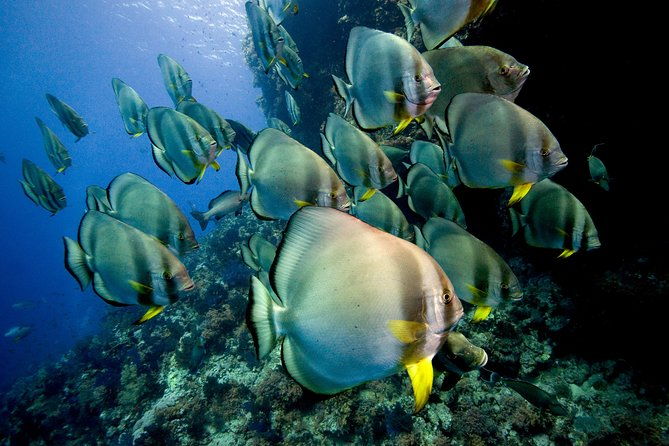 Menjangan island for Certified Scuba Divers full day boat trip, 2 dives + lunch - Final Thoughts