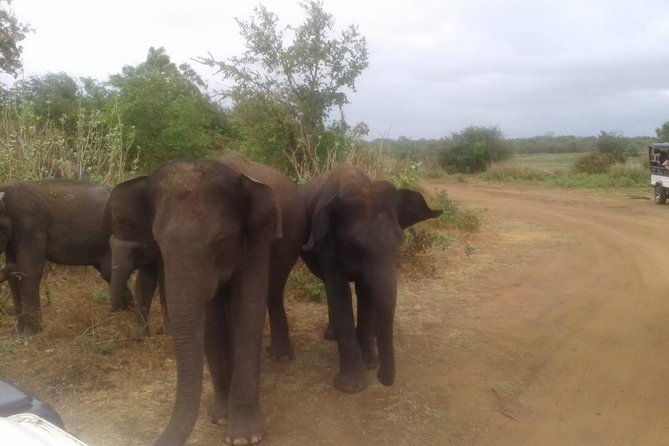 Minneriya National Park private safari - Cost Analysis and Value