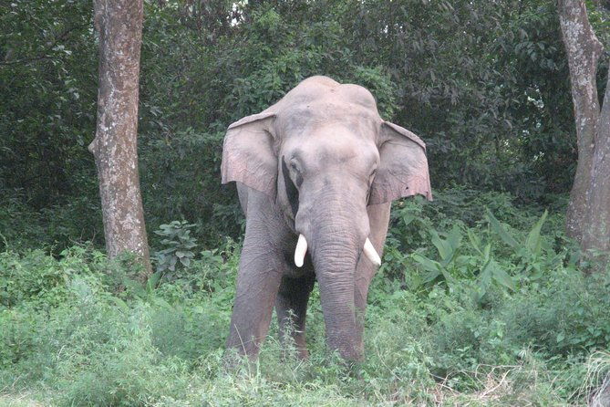 Mission Tiger, 4 days tour inside Chitwan National Park. - The Value for Money: Is It Worth It?