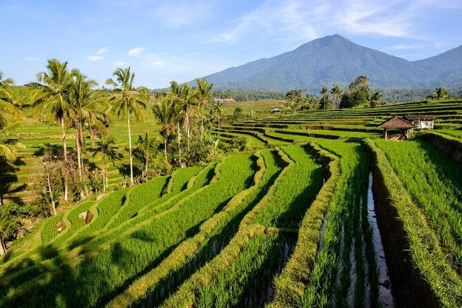Monkey Forest, Jatiluwih and Temple in Jungle Private Tour - FAQs