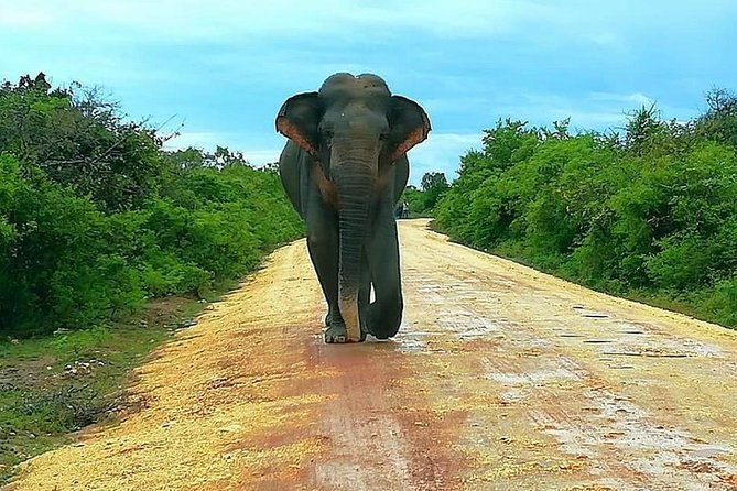 Morning 07 Hour Private Safari at Yala National Park by Yala La Safari Tours - Final Thoughts