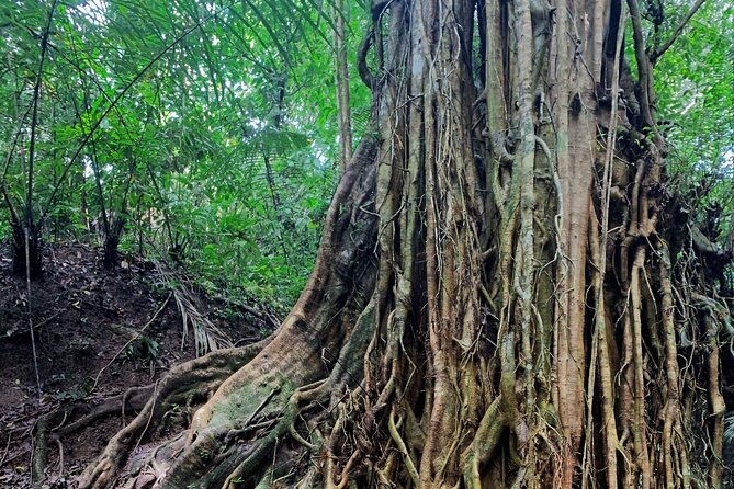 Munduk: Tamblingan jungle trek, waterfall, Ulun Danu temple - The Sum Up