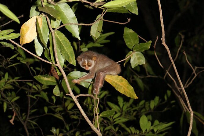 Night Hike to see Elusive & Rare Loris in Sigiriya - Final Thoughts: Is It Worth It?