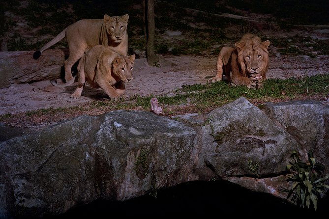 Night Safari Tour with Transfer - Authentic Experiences from Guests