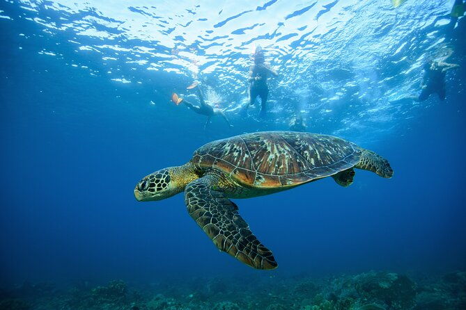 Nusa Penida day trip: boat, 4 snorkeling, Manta rays & Land tour - Who Is This Tour Best For?
