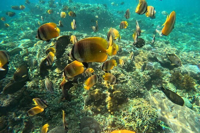 Nusa Penida Snorkeling Trip Manta Point Gamat Bay and Wall Bay - The Sum Up: Who Will Love This Tour?