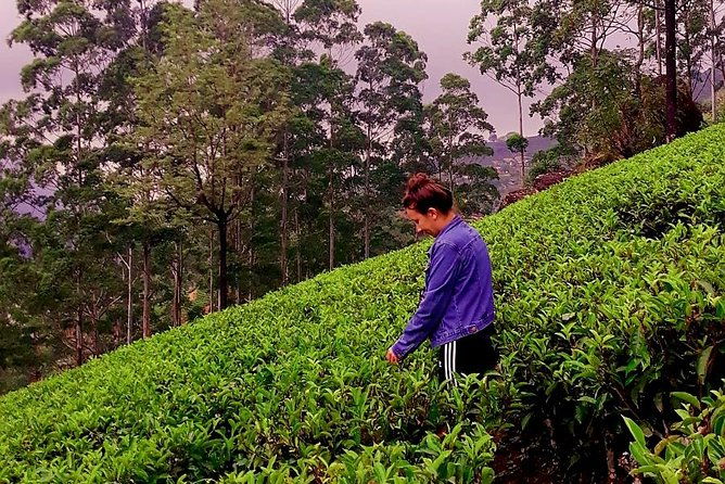 Nuwara Eliya Tea factory and waterfall tour - Who Will Love This Tour?