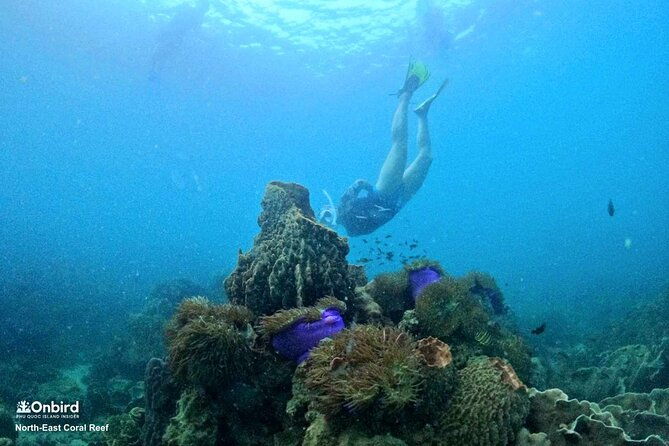 OnBird - PRIVATE ADVENTURE SNORKELING - explore Half-moon reef & Coral Mountain - Who Is This Tour Best For?