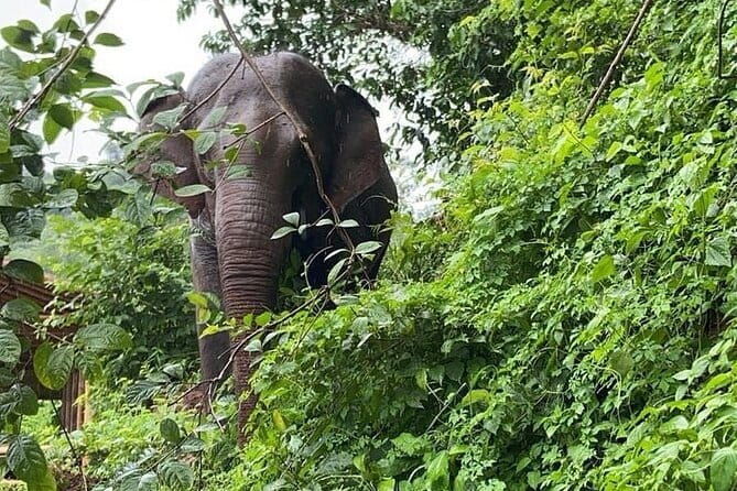 One Day Sticky Waterfall, White Water Rafting,Elephants Sanctuary - Authenticities and Insights from Reviews