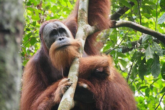 Orang Utan Island and Perak Tong Cave Temple Day Tour from Kuala Lumpur - Who Is This Tour Best For?