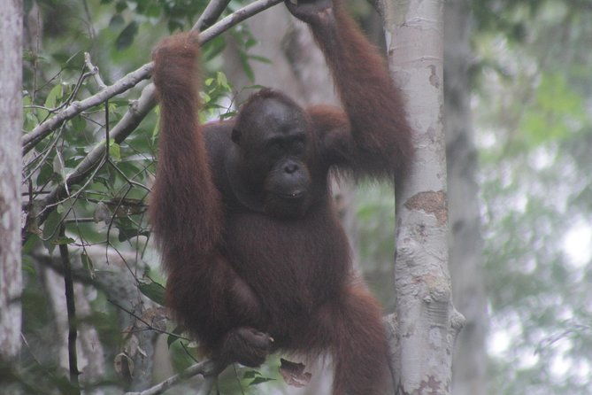 Orangutan Safari Kelotok Houseboat 3 Days 2 Nights Private - The Sum Up